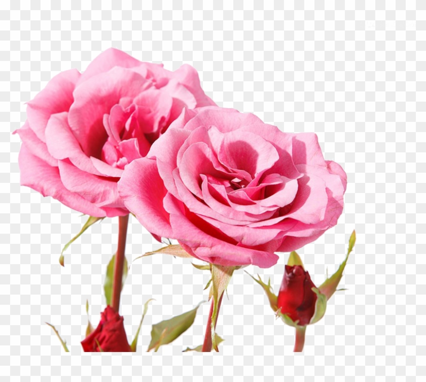 Garden Roses Centifolia Roses Beach Rose Pink Petal - Garden Roses Centifolia Roses Beach Rose Pink Petal #350534
