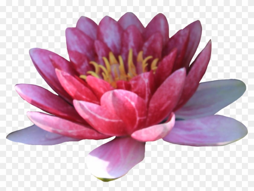 Pink Waterlilly Png By Thy Darkest Hour - Flower #350544