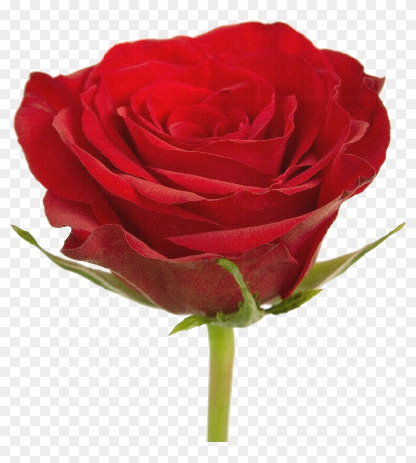 Garden Roses Centifolia Roses Floribunda Flower Bouquet - Garden Roses Centifolia Roses Floribunda Flower Bouquet #351380