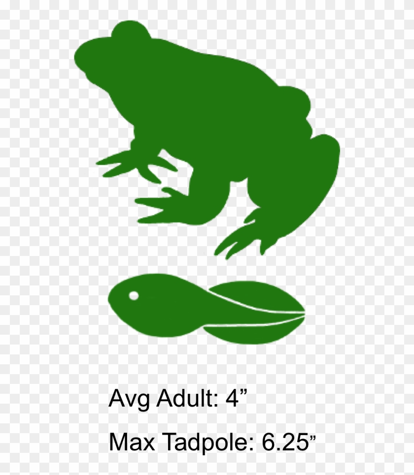 Permanent Rivers River Clipart - Toad #350708