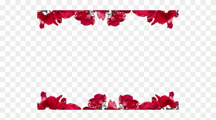 Flowers Borders Png - Floral Border Transparent Background #351256