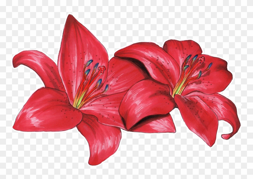 Red Lilies Png #351384