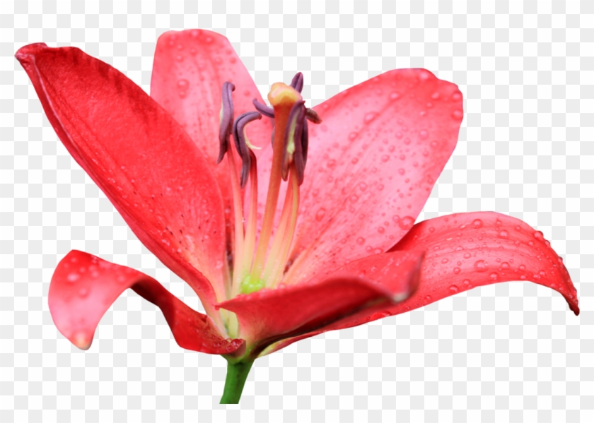Red Lilly 02 By Thy Darkest Hour - Red Lily Flower Png #351446