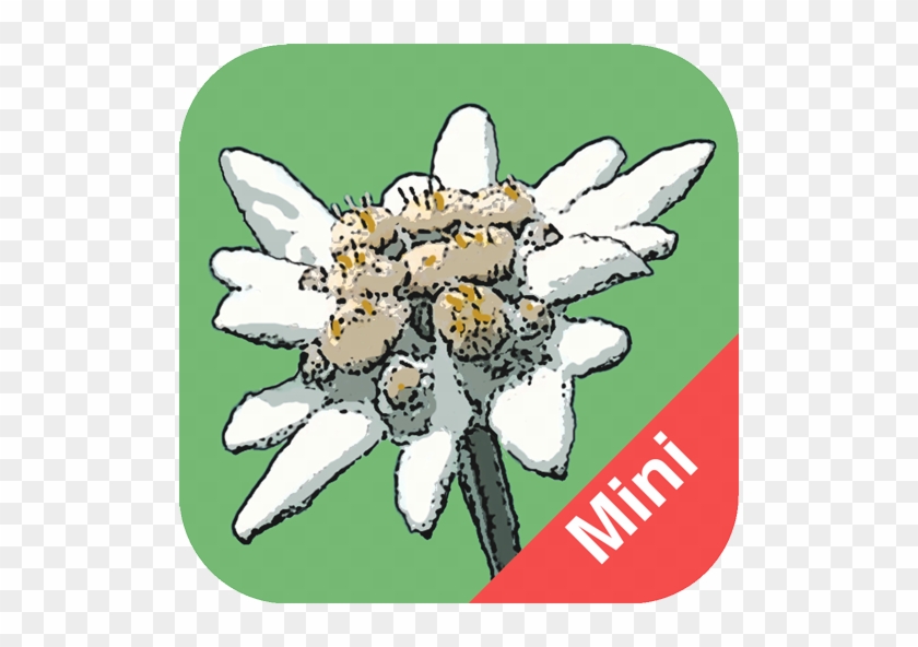 Flora Helvetica App #351682