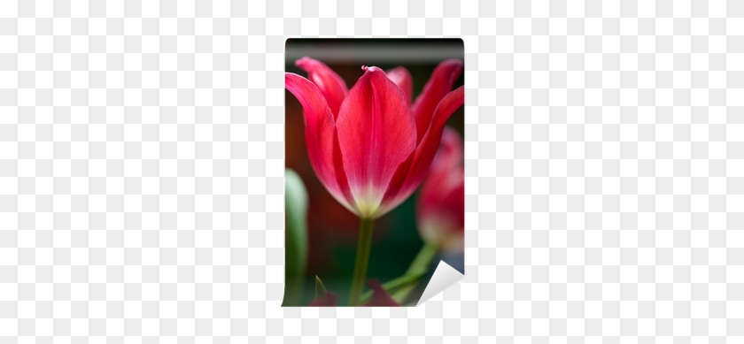 Sprenger's Tulip #351695