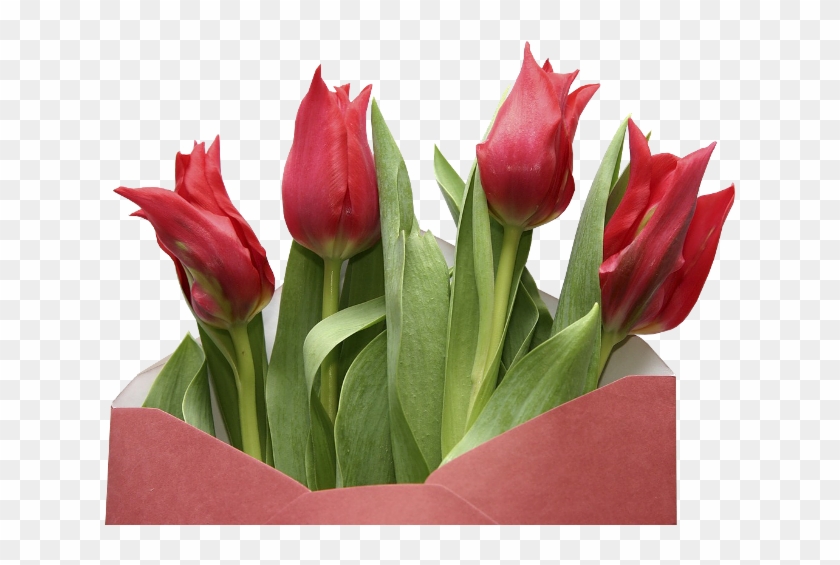 Tulips - Dios Siempre Ilumine Tu Camino #351768