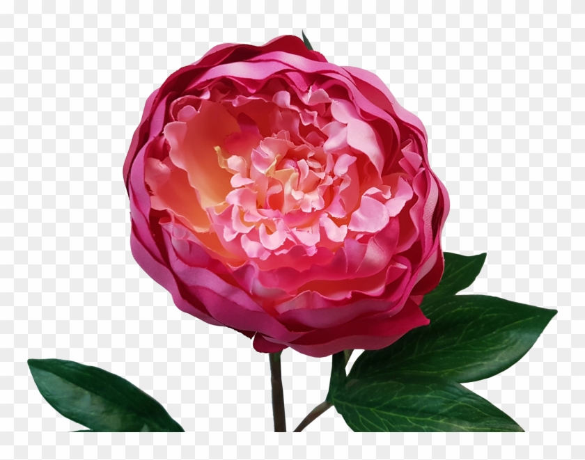 76cm King Peony - Peony #351779