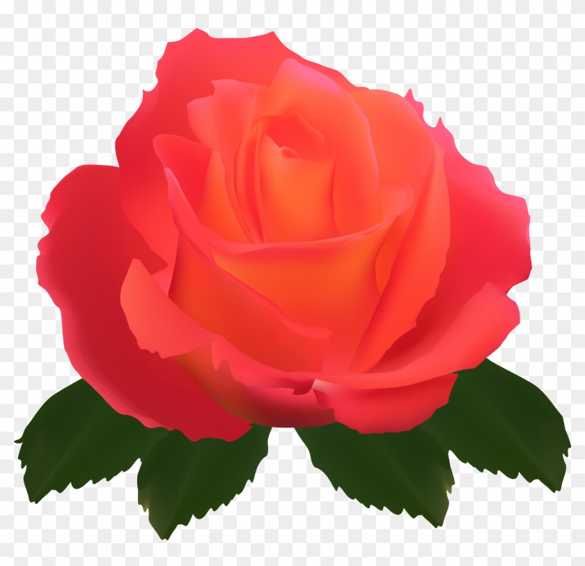 Garden Roses Centifolia Roses Flower Rose Garden - Garden Roses Centifolia Roses Flower Rose Garden #352175