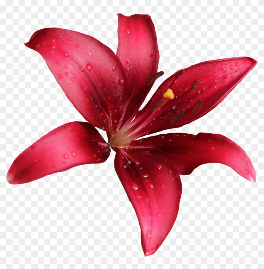 Lily Png Free Download - Red Lily Png #352178