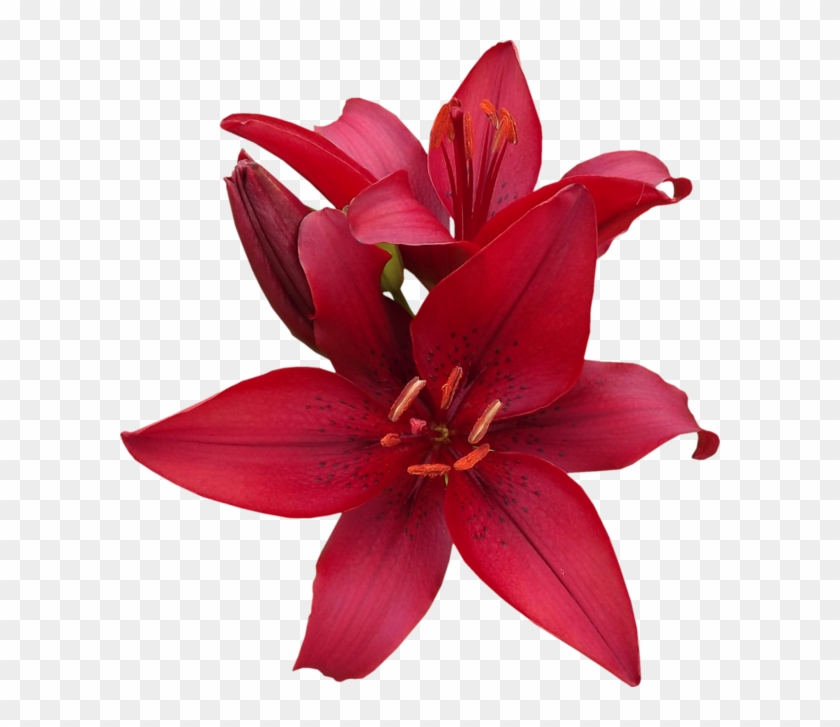Red Lilies - Flower #352180