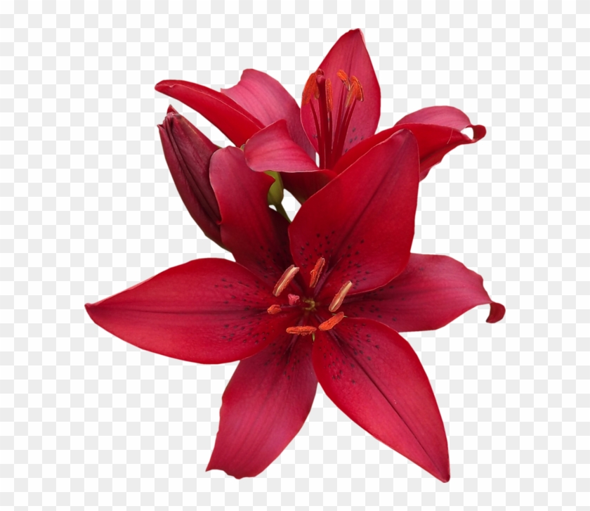 Red Lilies - Flower #352180