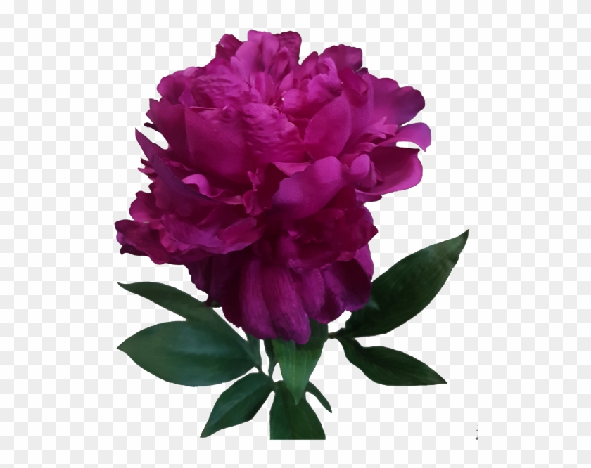 71cm Single Peony - Common Peony #352194