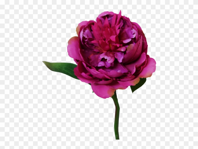 33cm Peony - Garden Roses #352195