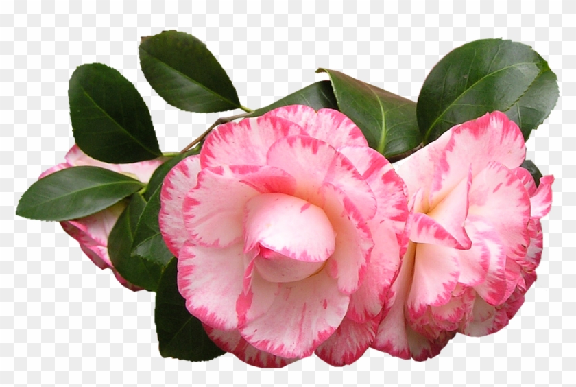 Peony Flower Cliparts 12, - Japanese Camellia #352201