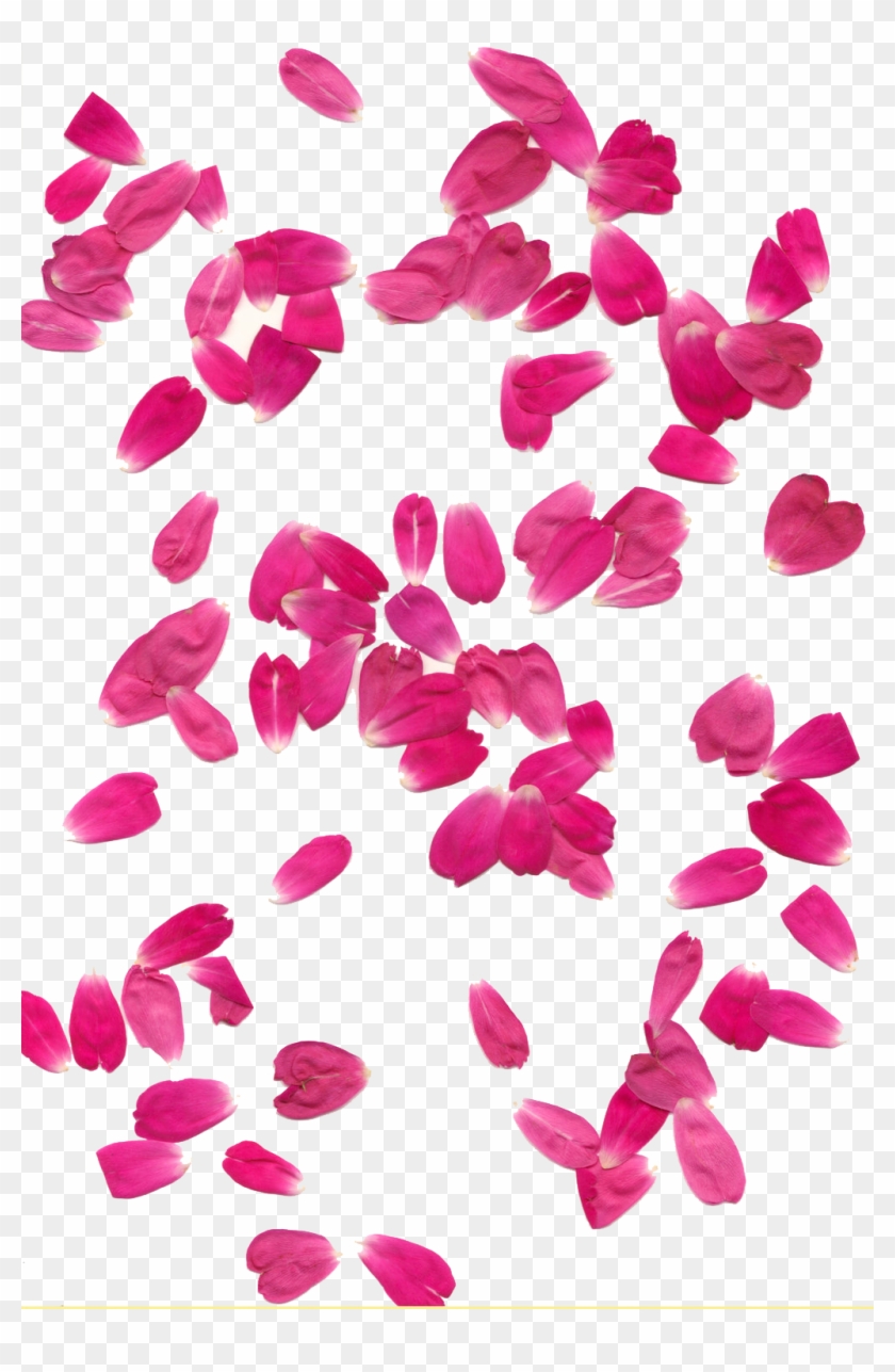 Rose Petals Transparent Background - Pink Rose Leaf Png #352242