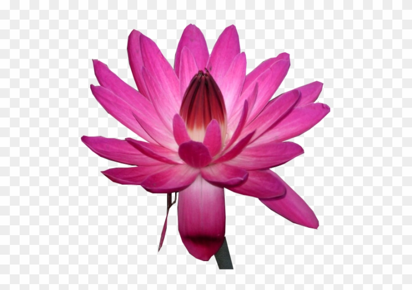 Hot Pink Water Lily By Lilipilyspirit - Sacred Lotus #352402