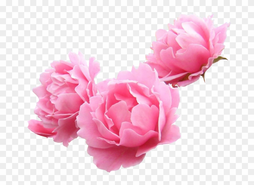 Peony Garden Roses Lilium Flower Clip Art - Peony Garden Roses Lilium Flower Clip Art #352497