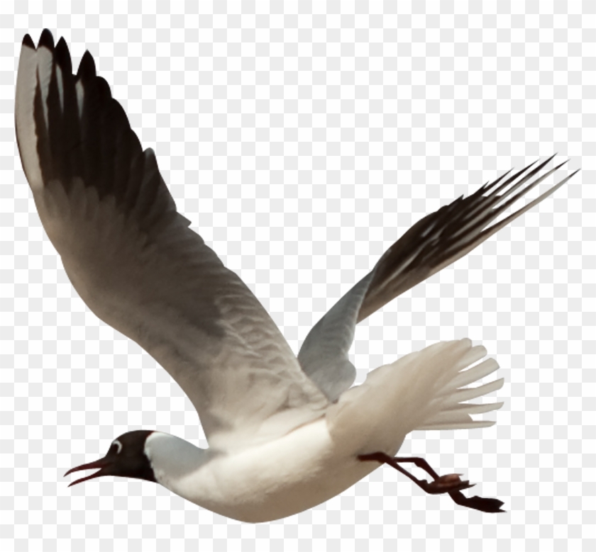 Free Hummingbird Clipart Download - Png De Mouettes #352481