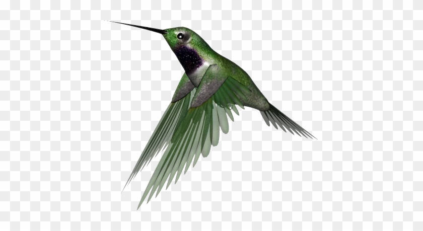 Hummingbird Png Clipart - Hummingbird Png #352488