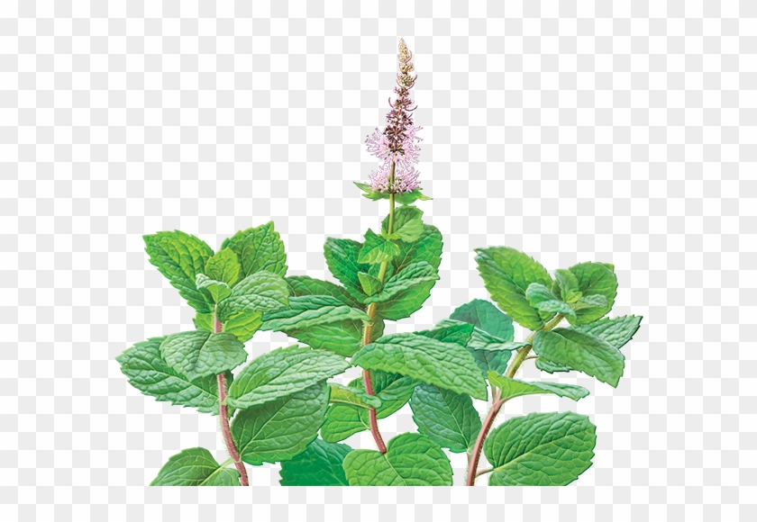 Hummingbird Flower Clipart For Kids - Organic Spearmint Tea India #352539