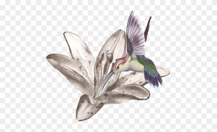 Hummingbird - Hummingbird In Flower Tattoo #352540