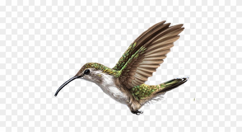 Bird Collibri Png By Geomantia - Bird #352544