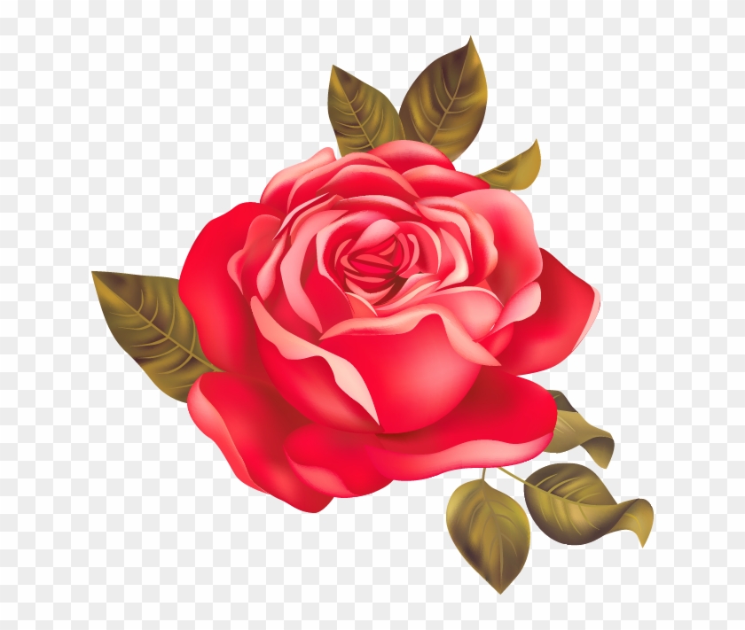 Garden Roses Centifolia Roses Beach Rose Red - Rose #352609