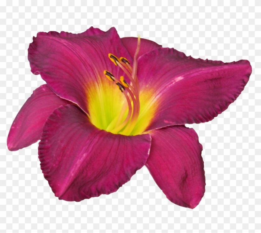 Day Lily Burgandy Image 2532 Clear-cut By Thestockwarehouse - Lily #353159