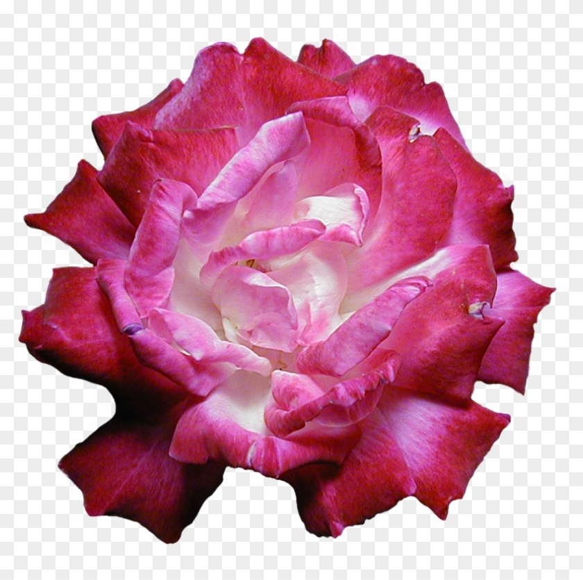 Garden Roses Pink Peony Flower Floral Design - Flower #353162