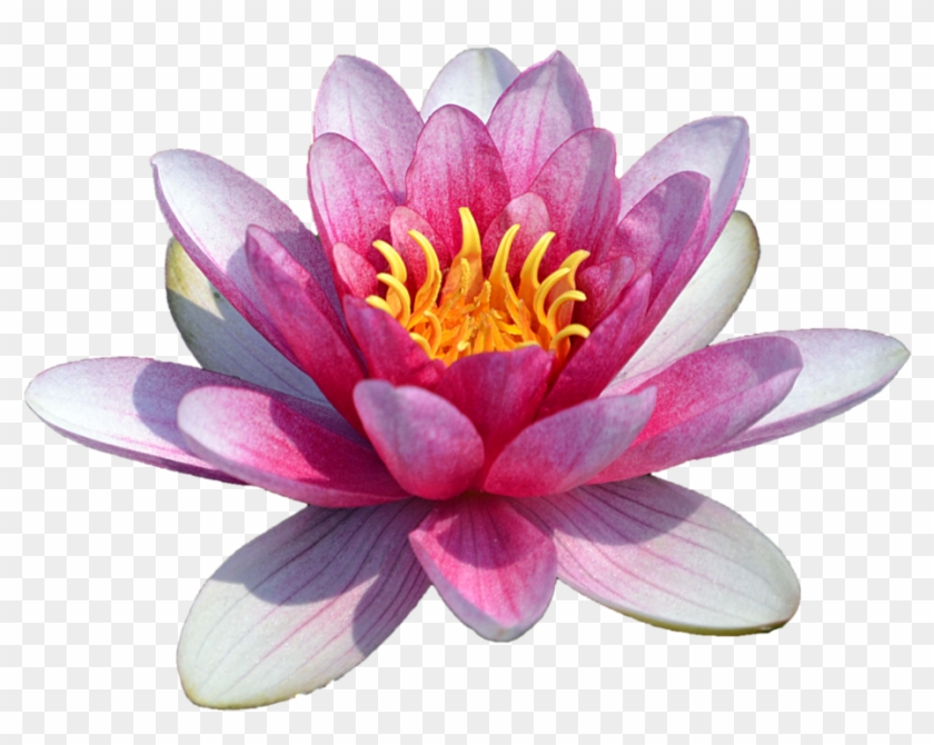 Water Lily Png Transparent Images Png All - Water Lily Png #353207