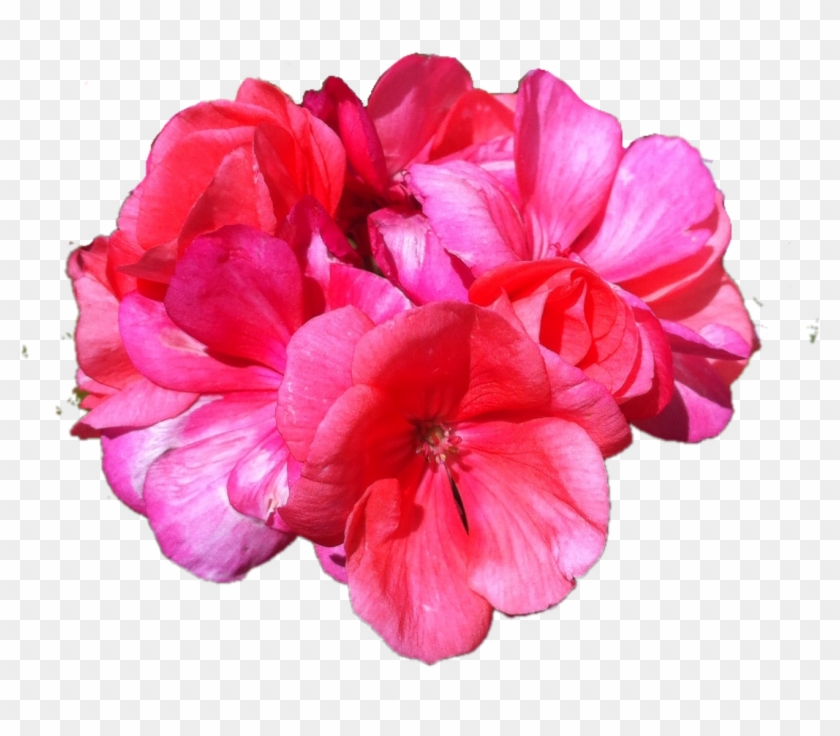 Superimpose Png - Petal #353221