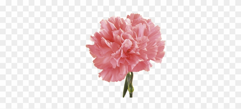 Carnation - Pink Carnation Flower Seeds #353230