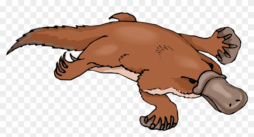 Adaptations Of A Platypus #353738