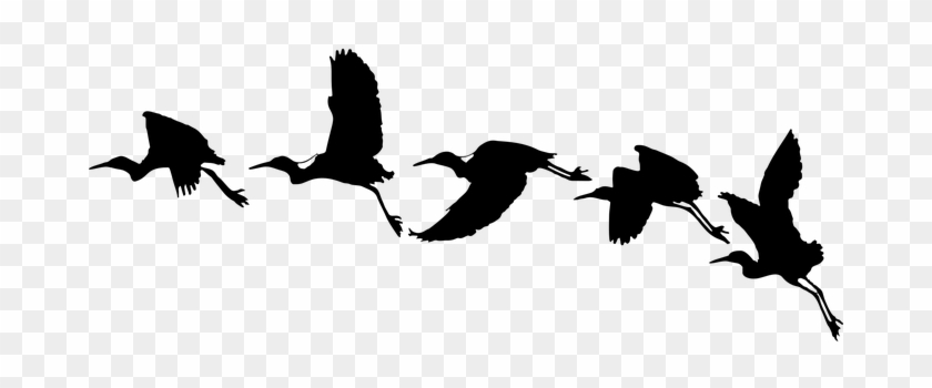 Flying Bird Outline - Flying Bird Silhouette - Full Size PNG Clipart