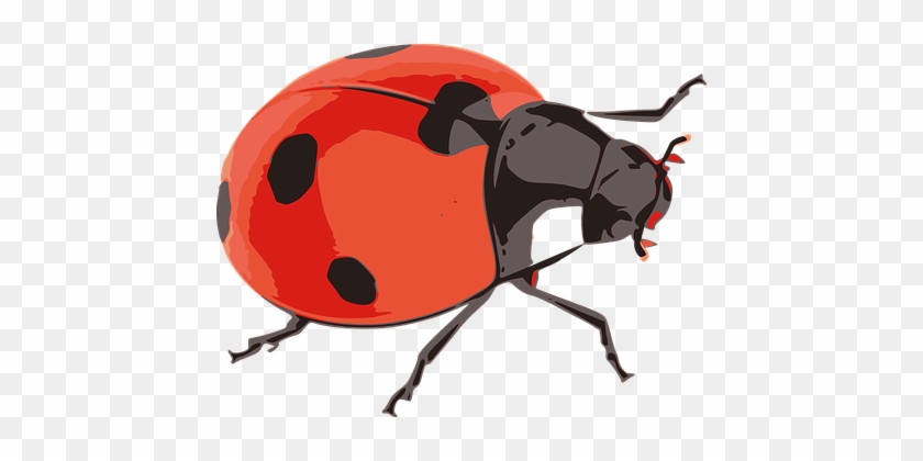 Ladybug Red Insect Nature Flying Little Be - 무당 벌레 Png #354261