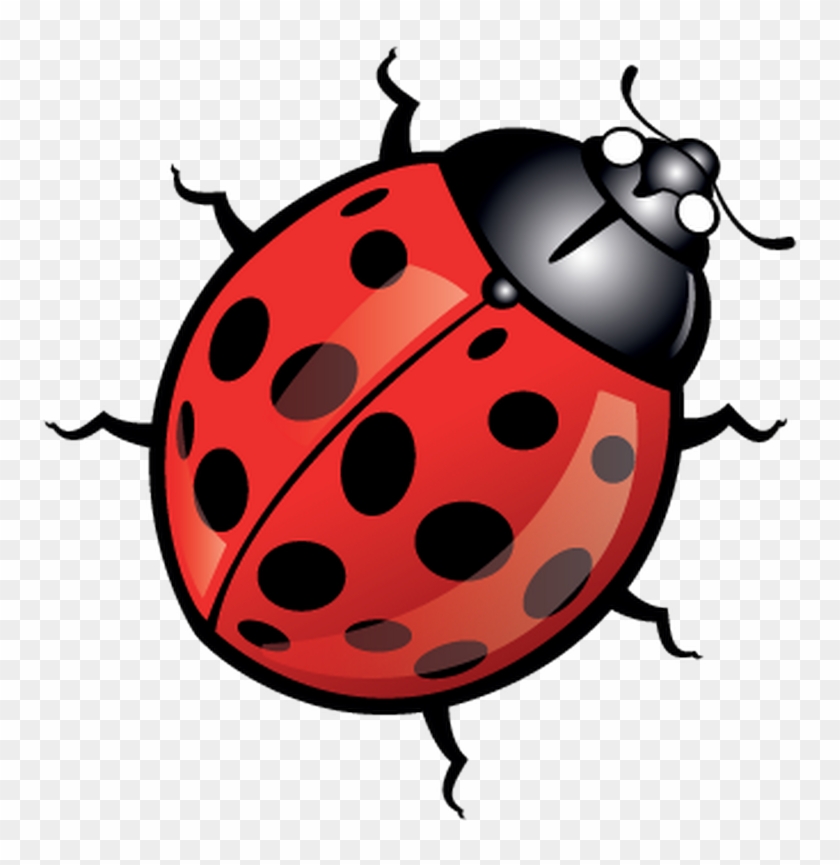Beetle Ladybird Clip Art - Lady Bird Cartoon #354321