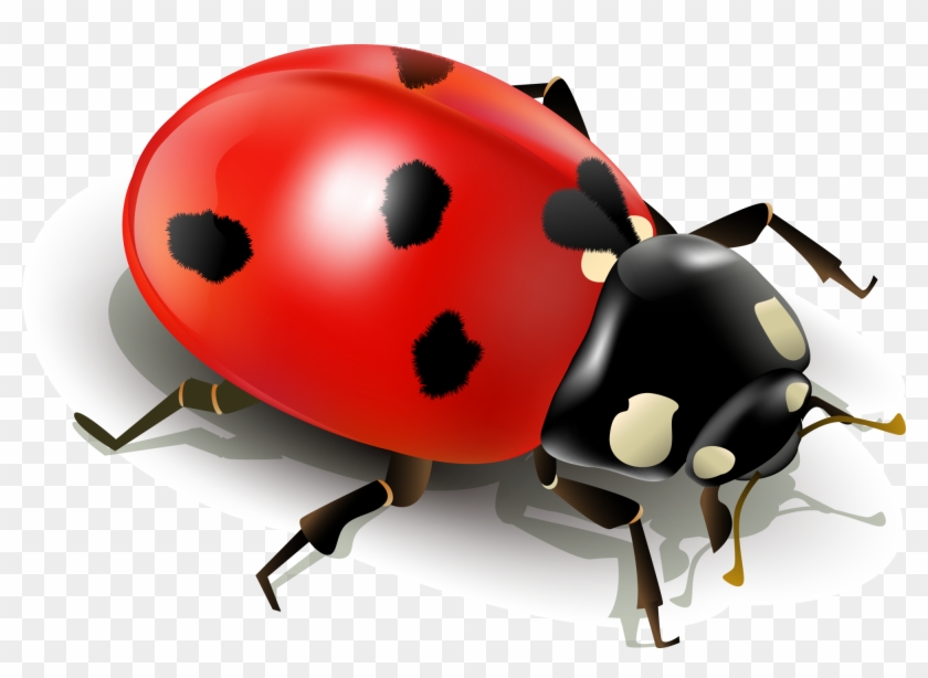 Insect Ladybird Clip Art - Insect Ladybird Clip Art #354443