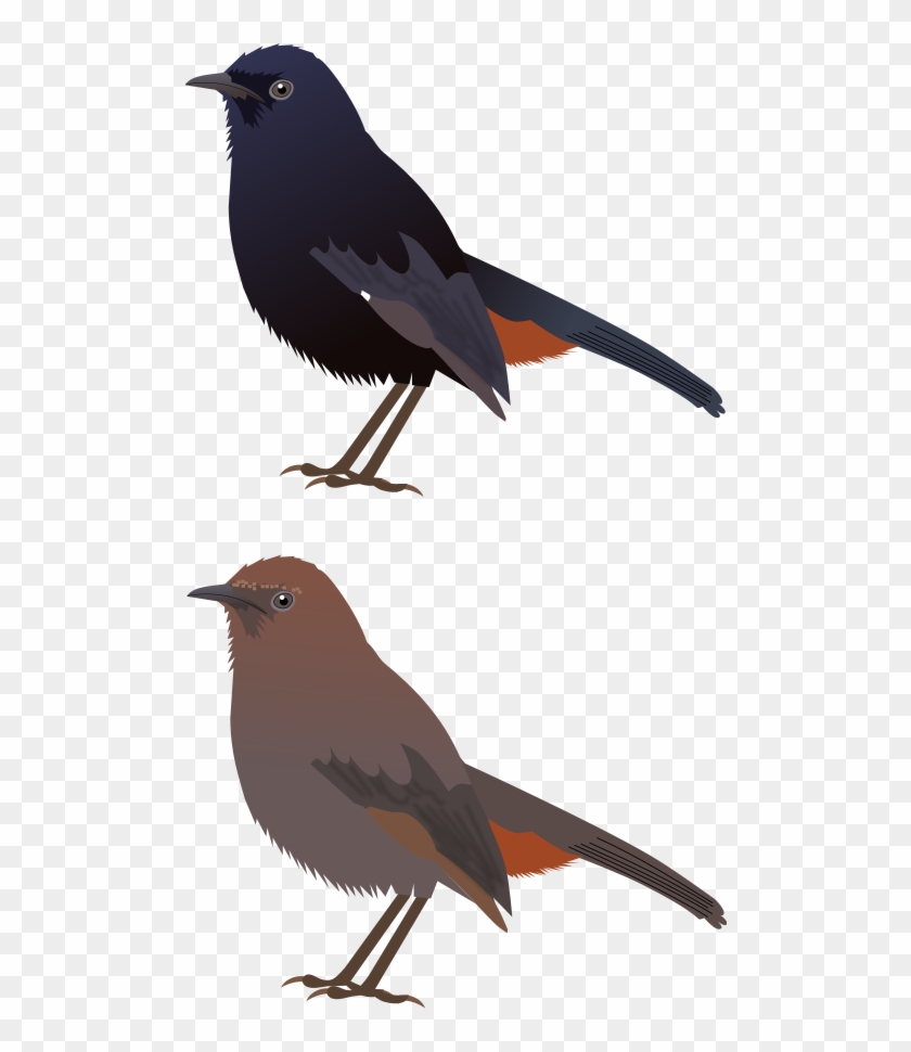 File - Indian Robin - Svg - - Rusty Blackbird #354603