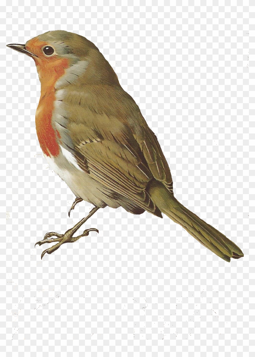 Glenda's World - Nightingale Bird Png #354711