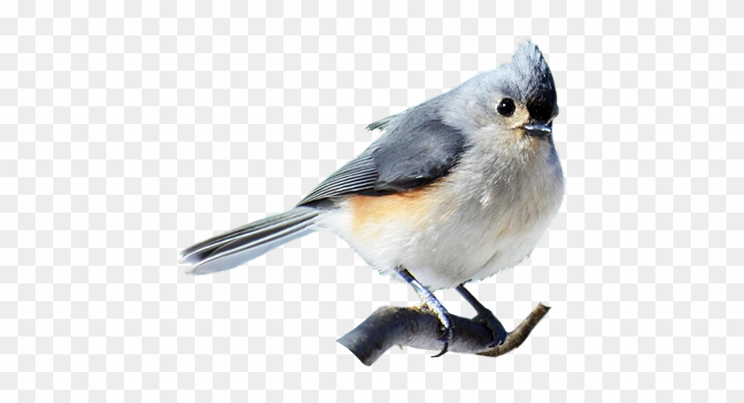 Bridled Titmouse Clipart - Clip Art #354719