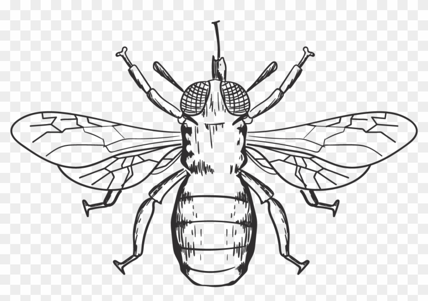 Honey Bee Bumblebee Scalable Vector Graphics Clip Art - Honey Bee Bumblebee Scalable Vector Graphics Clip Art #355184