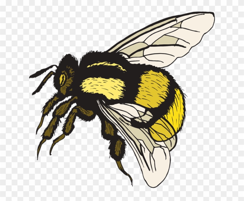 Clip Art Of A Bumble Bee Dixie Allan - Real Bee Clip Art #355308