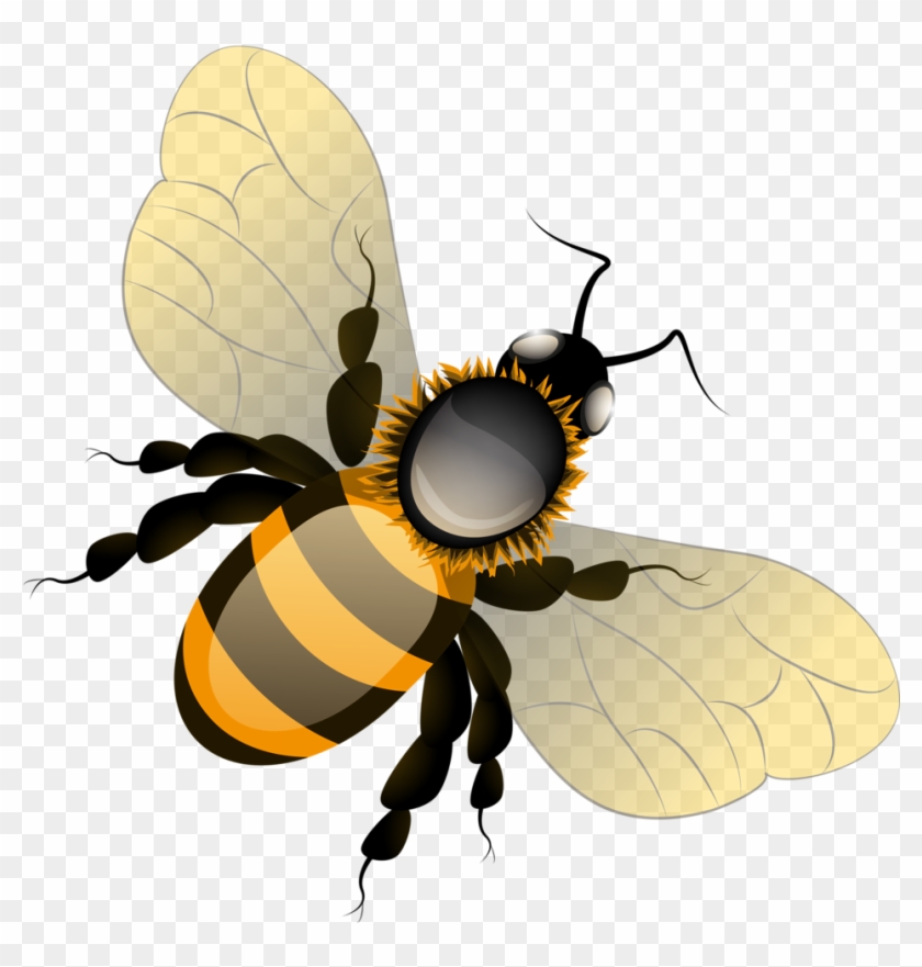 Bee Clipartbeesbee - Honeybee #355353