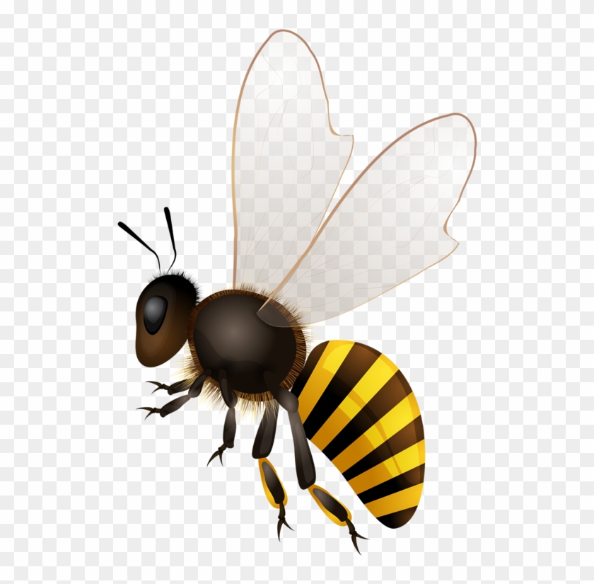 Bees ผึ้ง - Honey Bees Png #355630