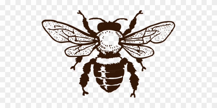 Bee Wings Insect Sting Honeybee Social Leg - Wu Tang Killer Bee Drawing #355989