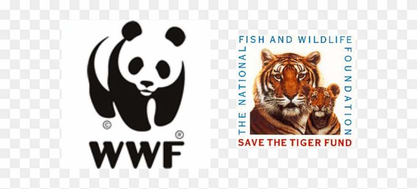 Image - Save The Tigers Foundation #356042