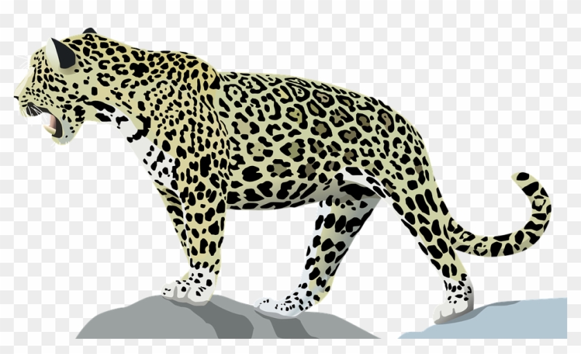 White Tiger Angry Download - Jaguar Animal #356053