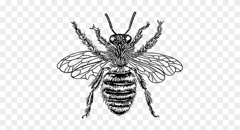 Save - Queen Honey Bee Diagram #356288