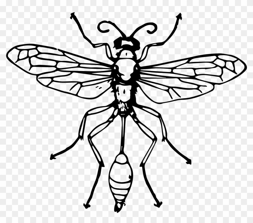 Wasp - Thread Waisted Wasp Drawing #356292