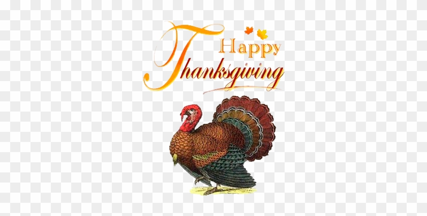 Thanksgiving Trademarks - Turkey Bird Png #356291
